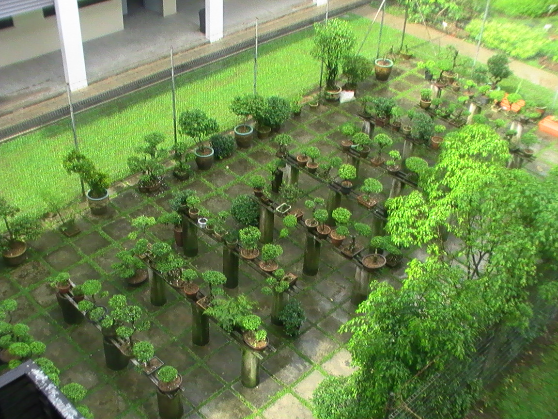 Bonsai Garden Pictures