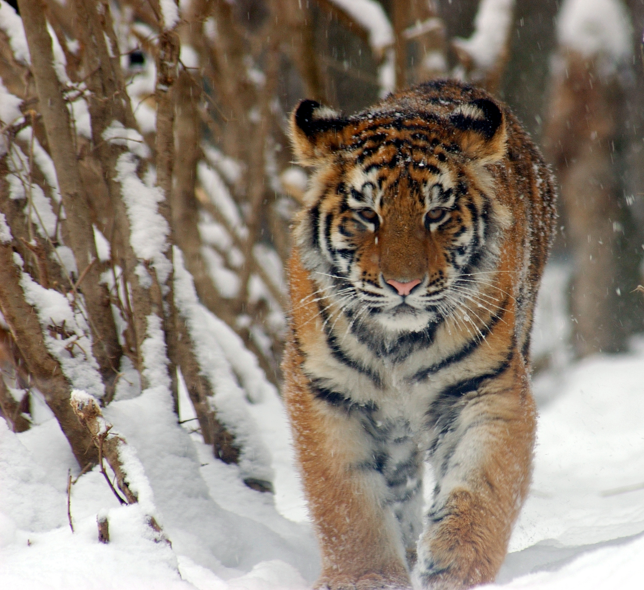 File:Amur Tiger Panthera tigris altaica Cub 2184px adjusted.jpg