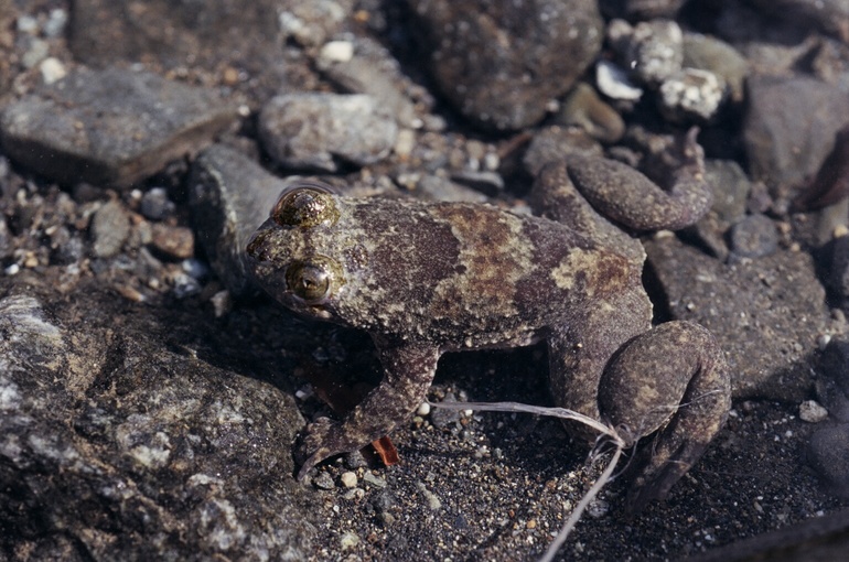 barbourula kalimantanensis