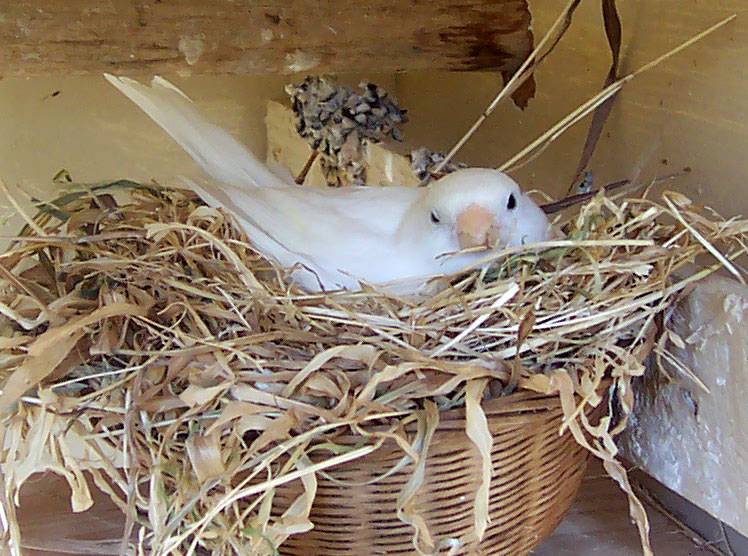 Canary Nesting