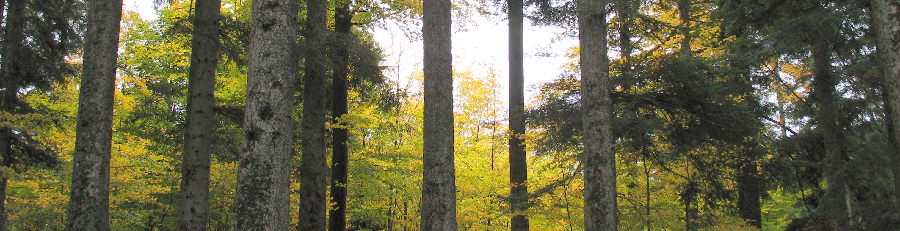 Forest Panoramic