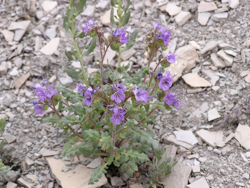 Phacelia argillacea image