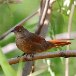 Exemplaire d'espinero grande (Phacellodomus ruber), espèce en danger[16].