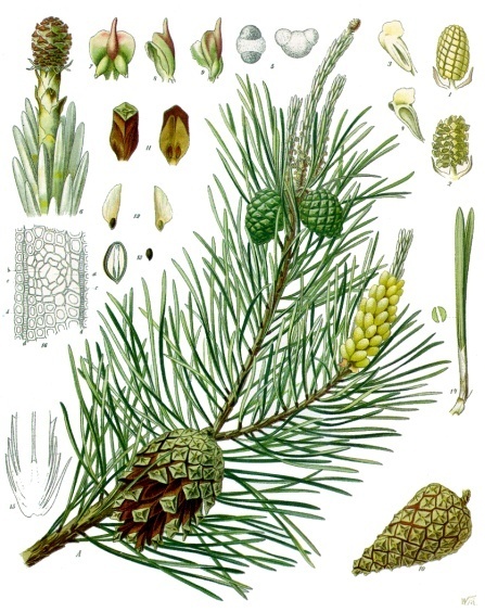 Pinus sylvestris - Köhler–s Medizinal-Pflanzen-106.jpg