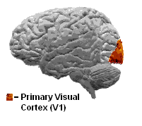 English: Side profile of brain, focusing on th...