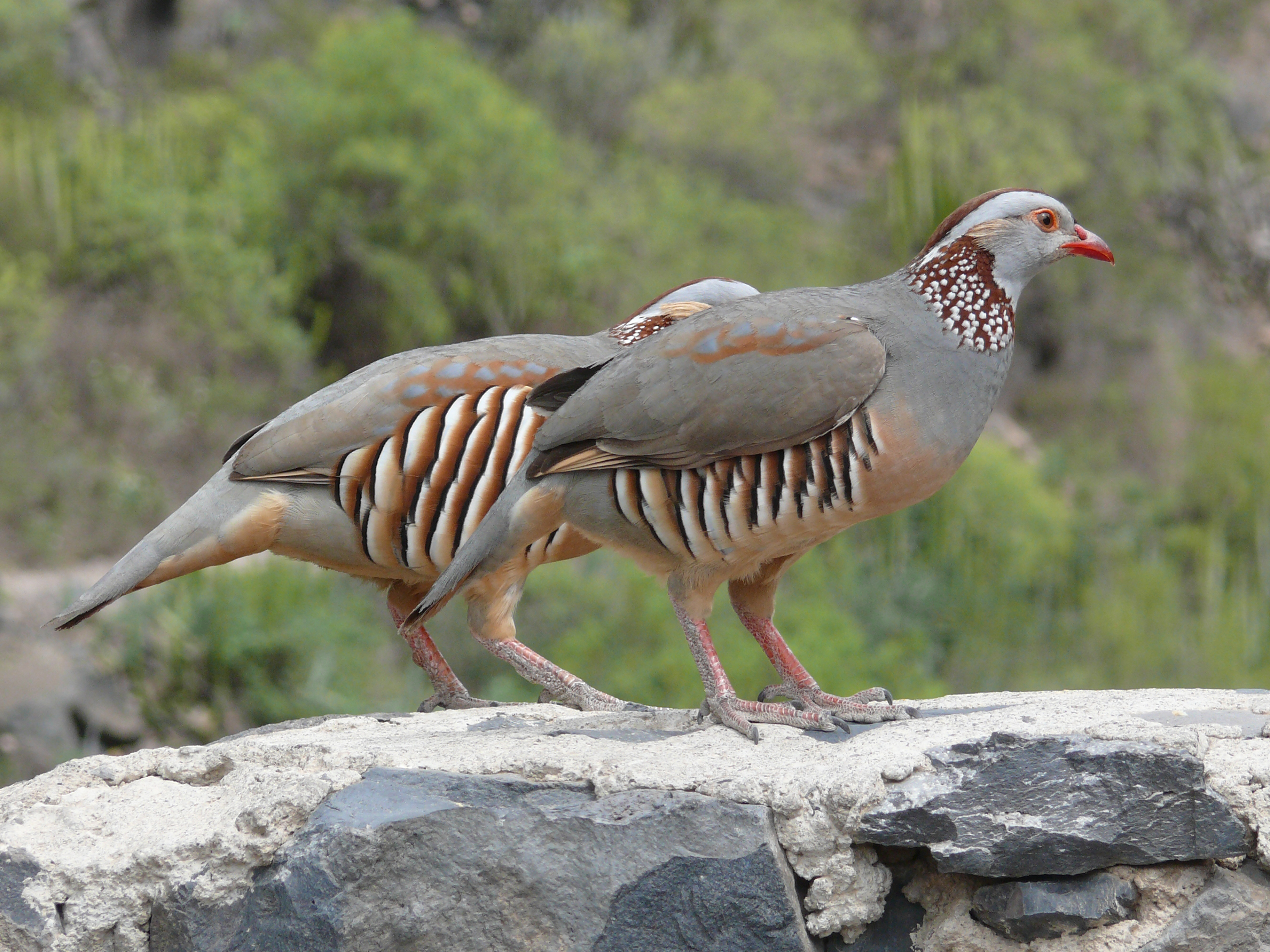 Birds Of Tenerife