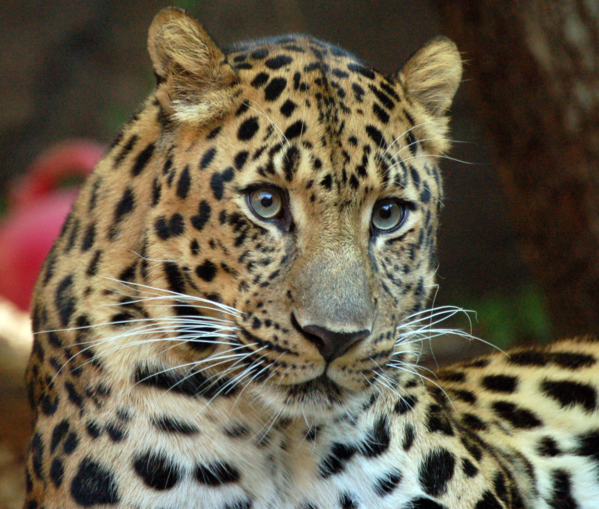 amur leopard presentation