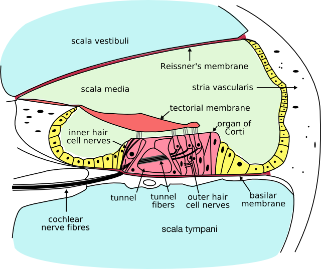 Cochlea cross-section