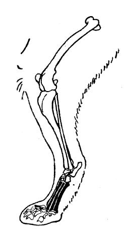 A brief visual of a cat's skeletal leg anatomy.