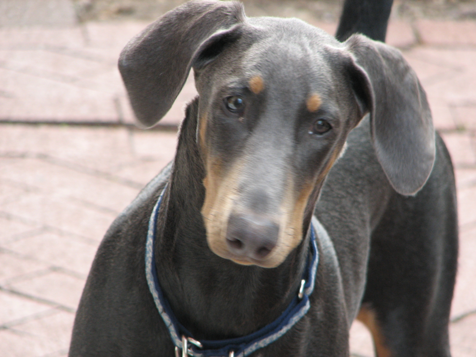 blue doberman