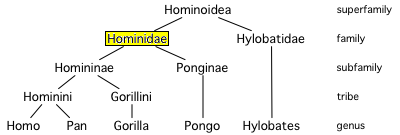 Hominidae.PNG