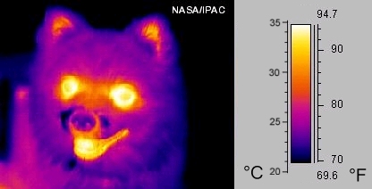 Thermal Image of a Dog. Source: Wikipedia Commons.