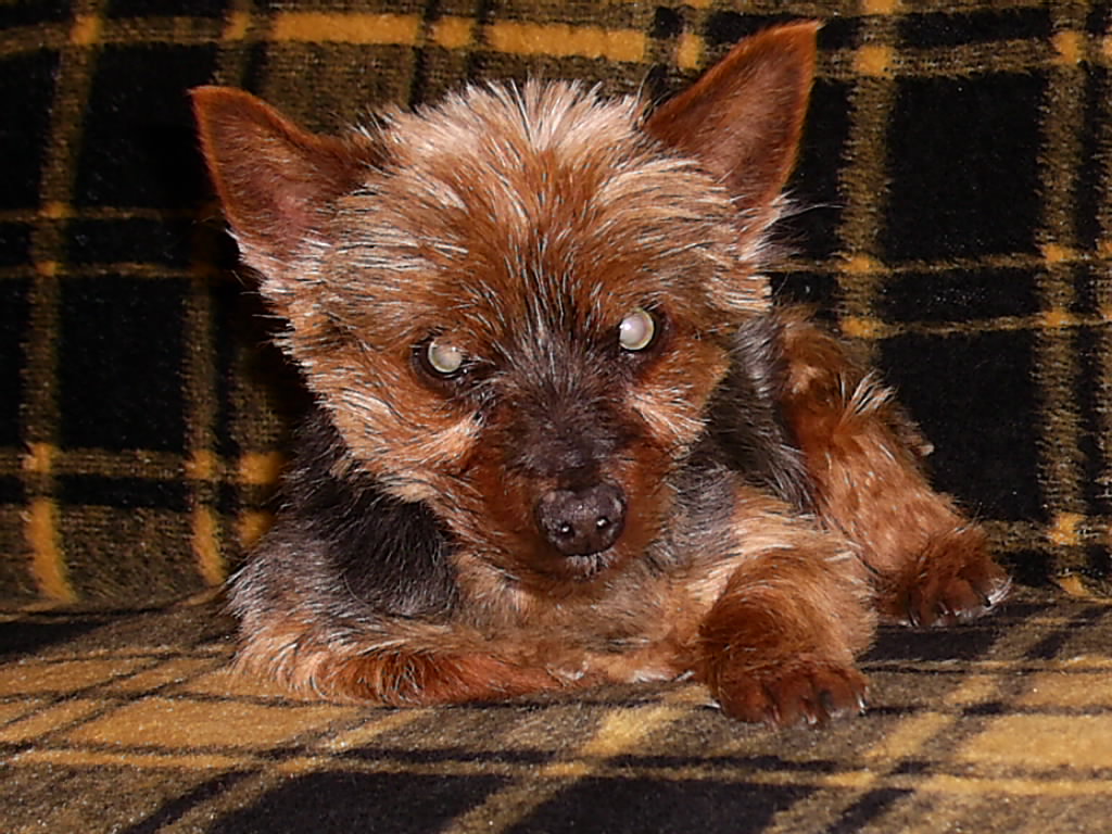 Get yorkie terriers for sale in chicago