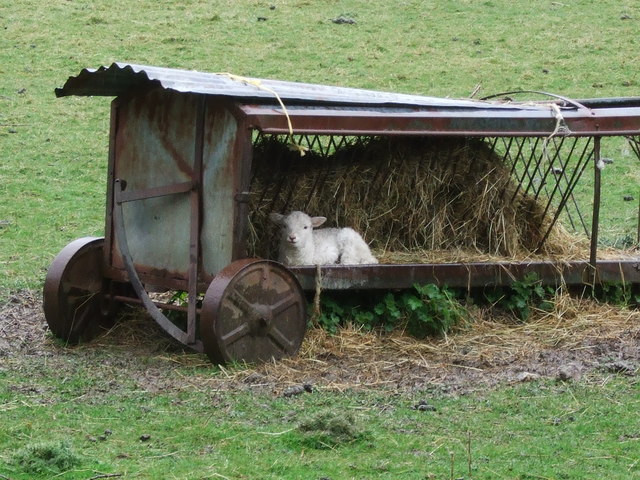 File:Lamb sheltering in field in Penmachno - geograph.org.uk - 1433152.jpg