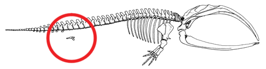 Mystice pelvis (whale)