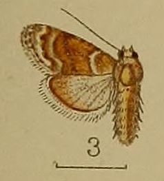 Celama mesotherma