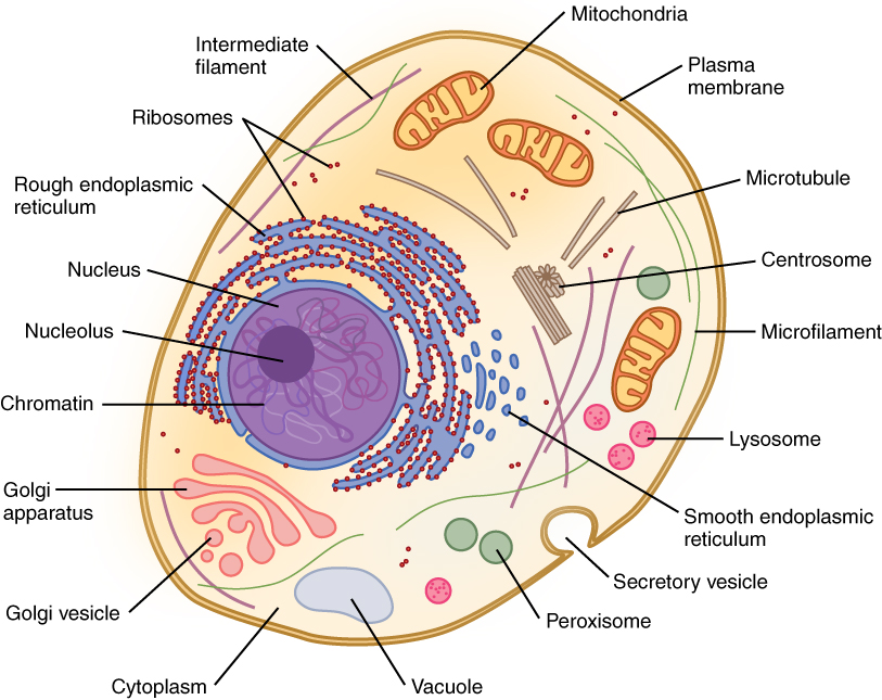 animal cell diagram for kids