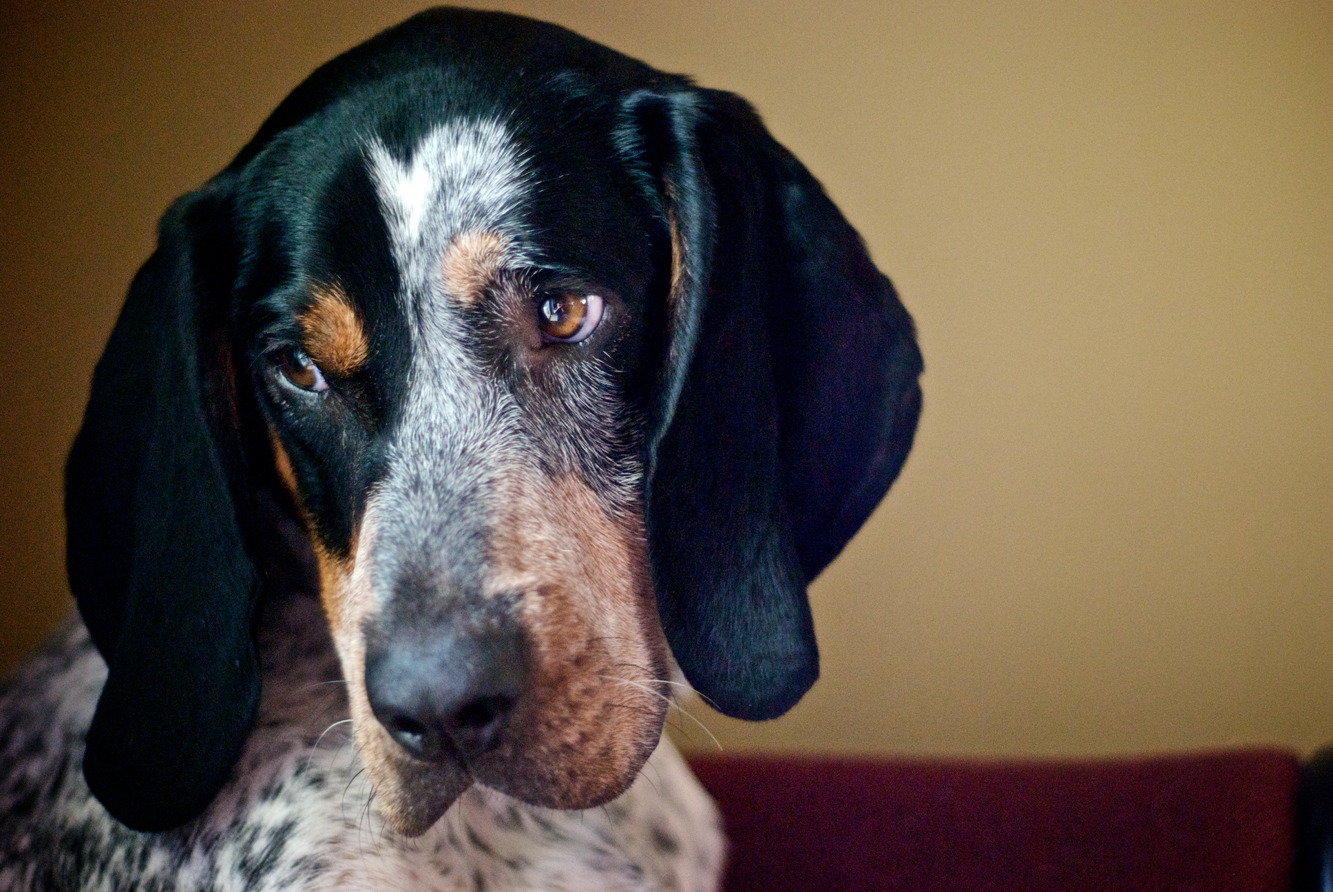 Bluetick Coonhound pictures gallery, Cute Bluetick Coonhound pictures, Bluetick Coonhound wallpapers, Bluetick Coonhound photo gallery, Grey Bluetick Coonhound pictures