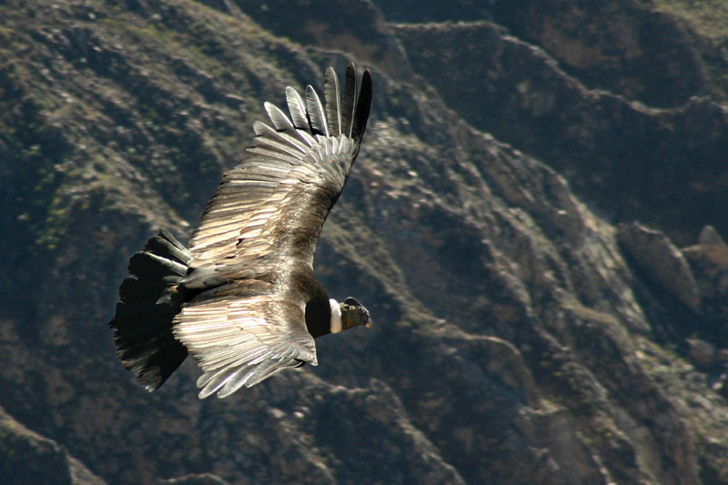 Andean Condor Flying