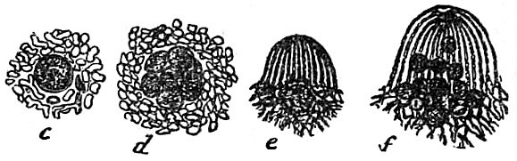 c – pojedyncze soredium (komórka glonu otoczona strzępkami grzyba), d – soredium z kilkoma komórkami glonu, e, f – dwa soredia podczas kiełkowania