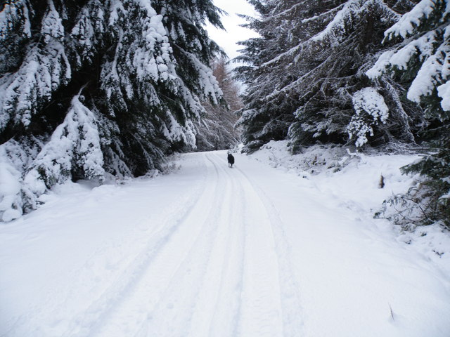 Inchnacardoch_Forest_road_-_geograph.org.uk_-_1156983.jpg