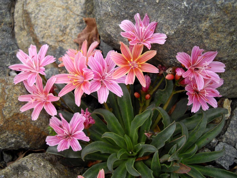 Lewisia Little Plum