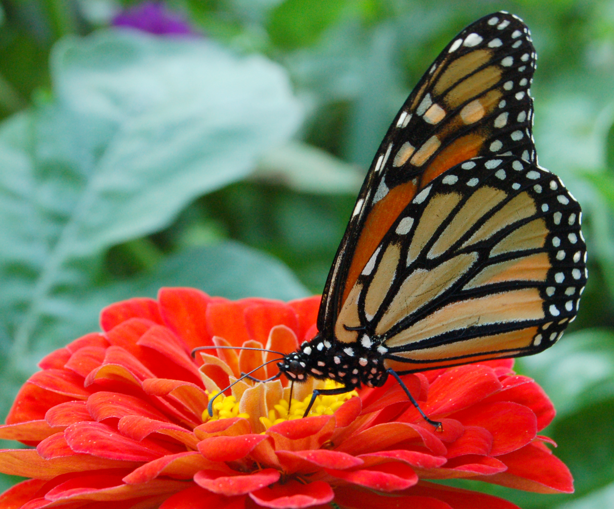 zinnia red