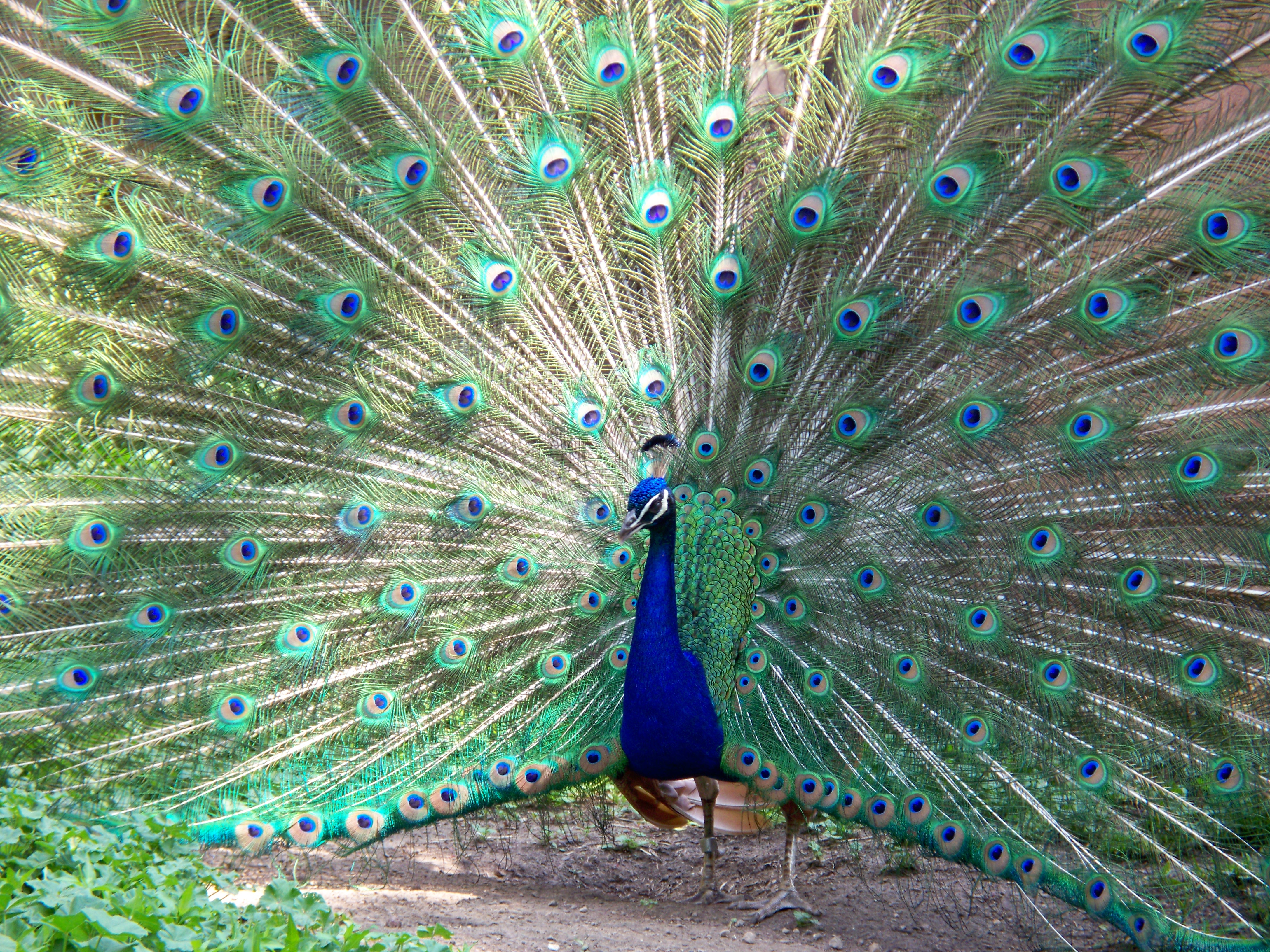 File:Peacock Milwaukee County Zoo.jpg - Wikimedia Commons