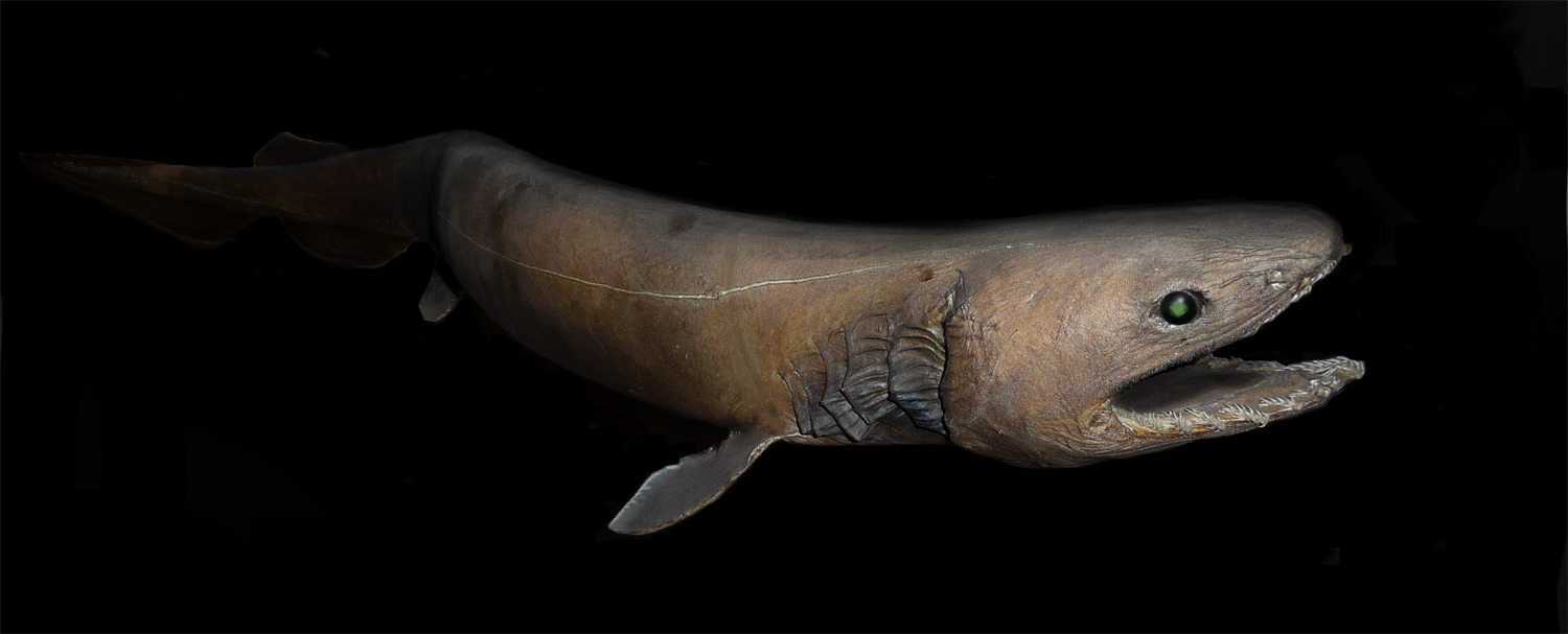 Image of a frilled shark by Citron / CC-BY-SA-3.0 (Own work), via Wikimedia Commons