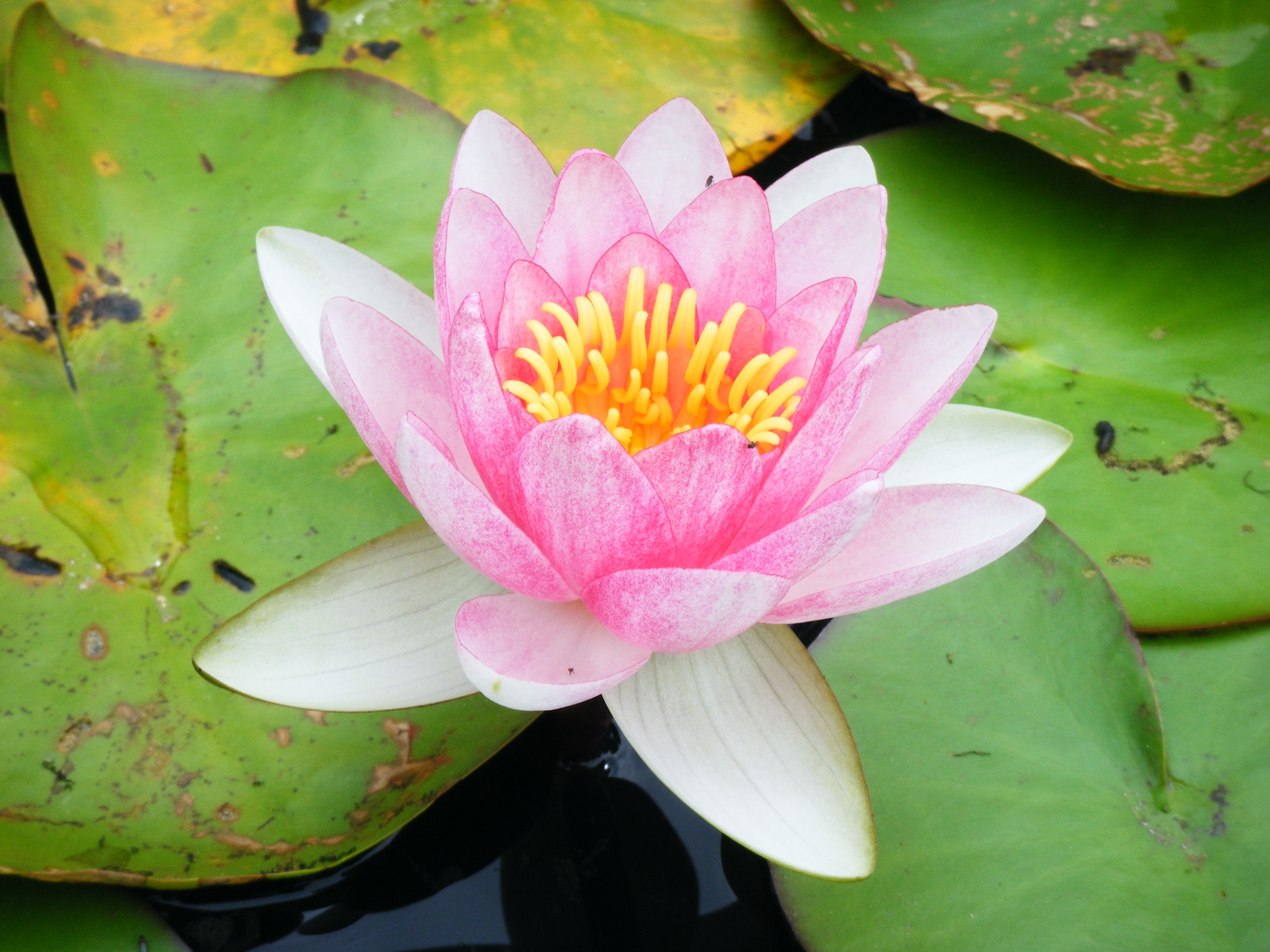 File:Fleur-lotus.jpg - Wikimedia Commons