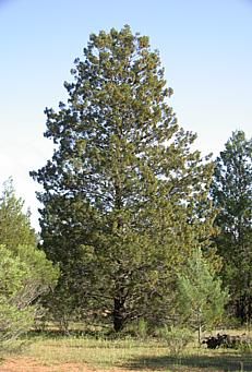 Description de l'image Slender Cypress-pine.jpg.