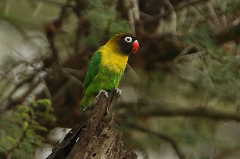 File:Agapornis personatus -Serengeti, Tanzania-8.jpg