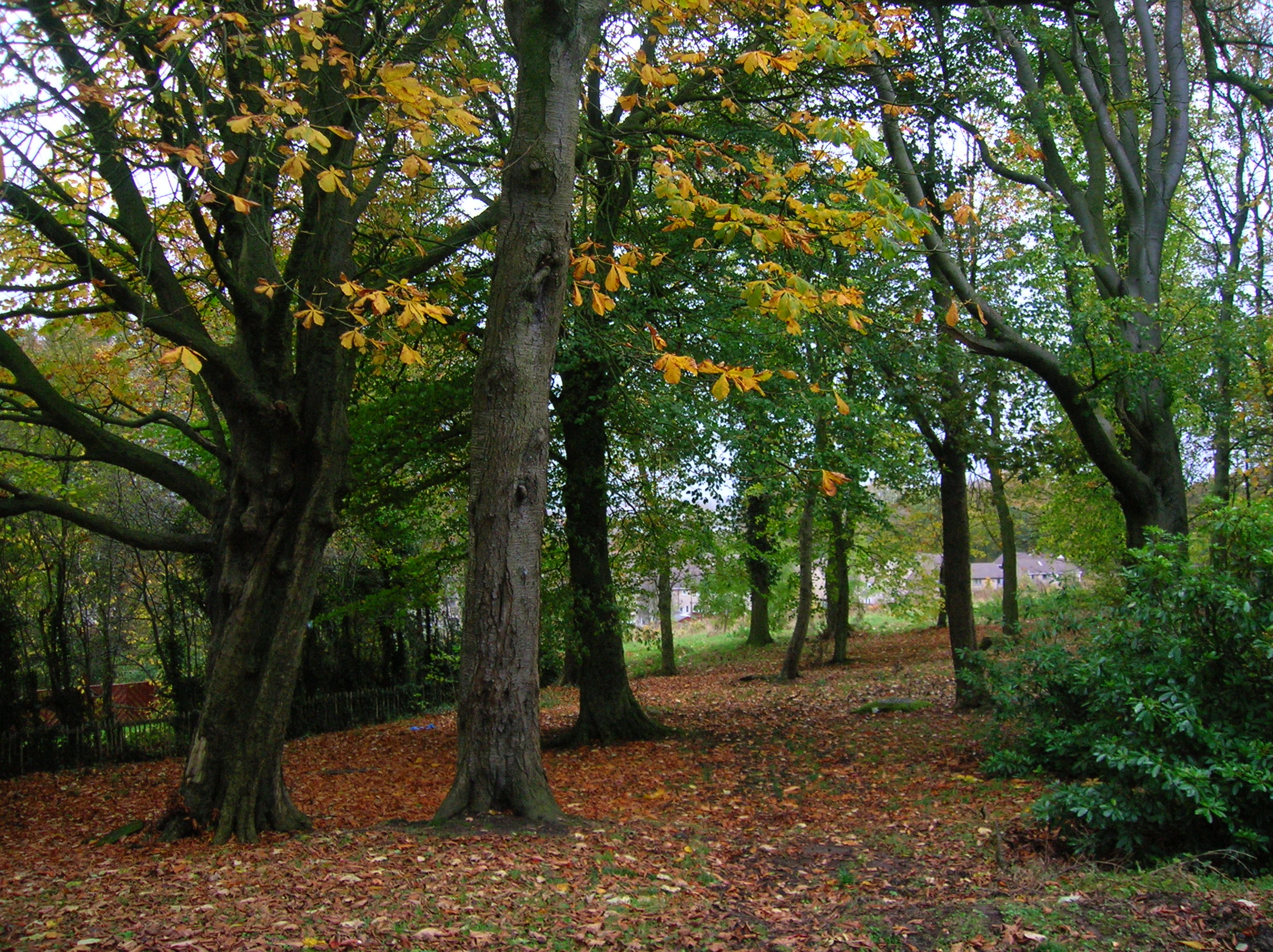 File:Bellfield woodlands 2.