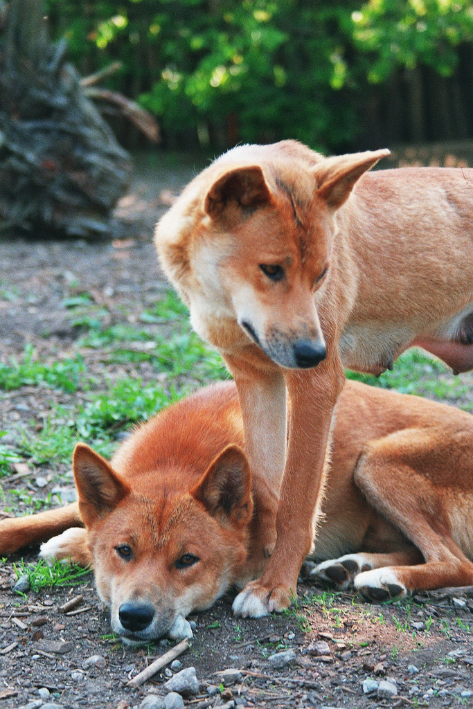 http://upload.wikimedia.org/wikipedia/commons/0/0f/Dingos.jpg