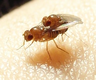 Fruit flies mating, source: Wikimedia Commons