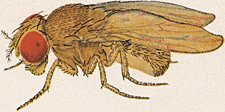 Description de l'image Drosophila ananassae female.png.