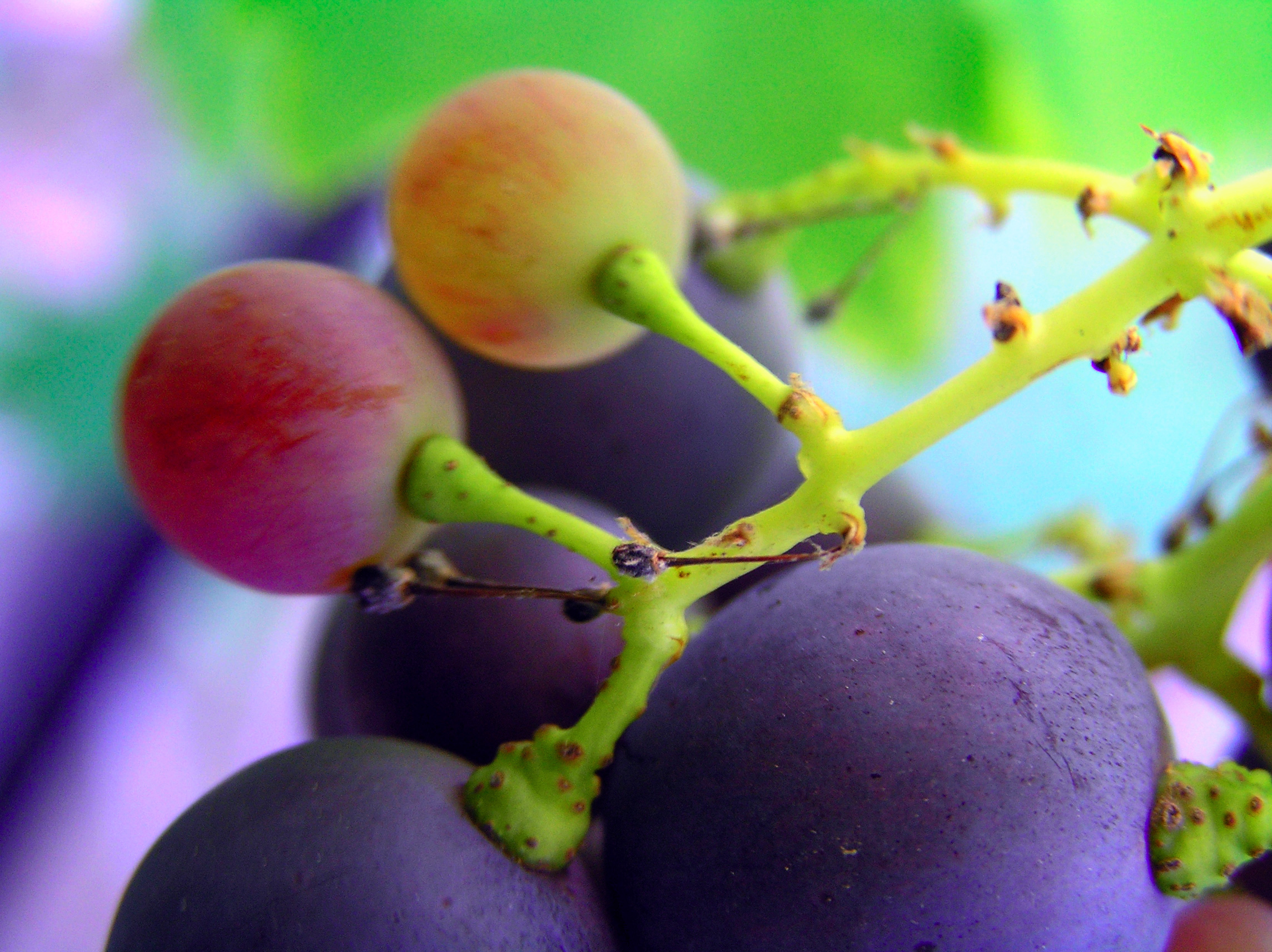 Stem Of Grapes