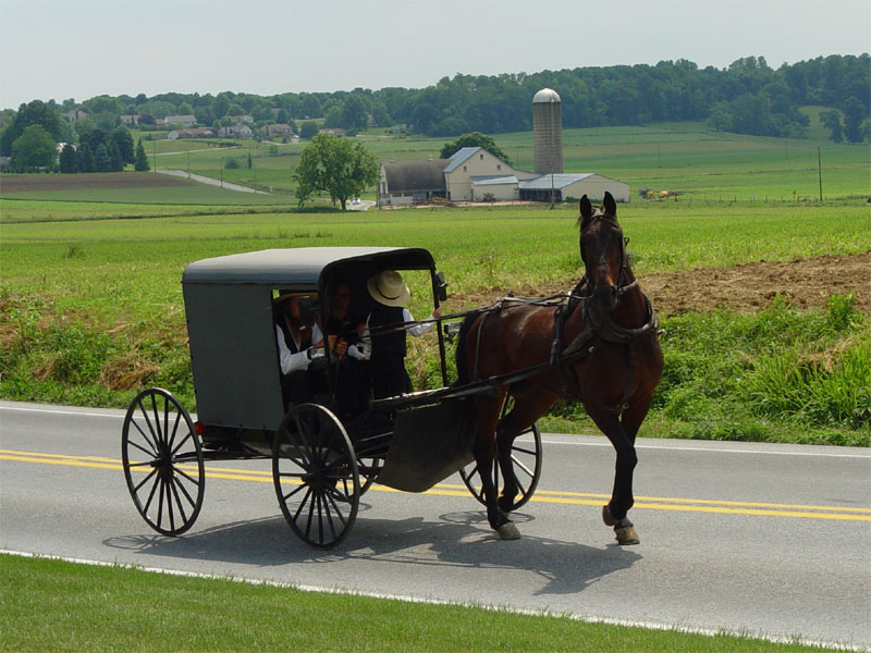 An Amish horse and buggy