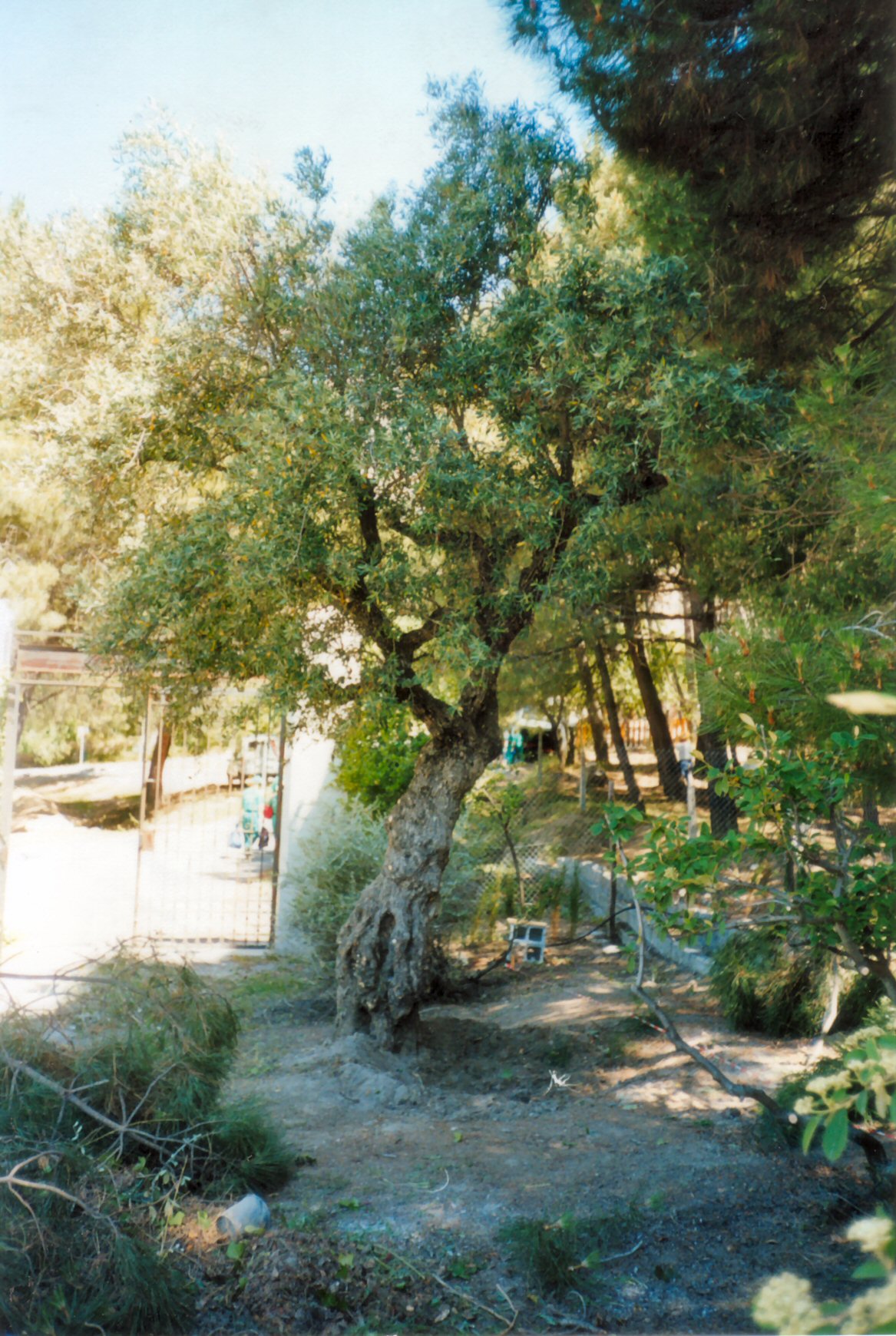 El olivo donde fue fusilado.