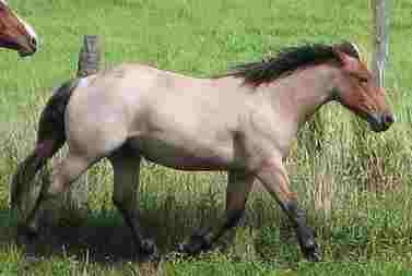 roan horse
