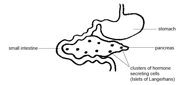 frog pancreas diagram