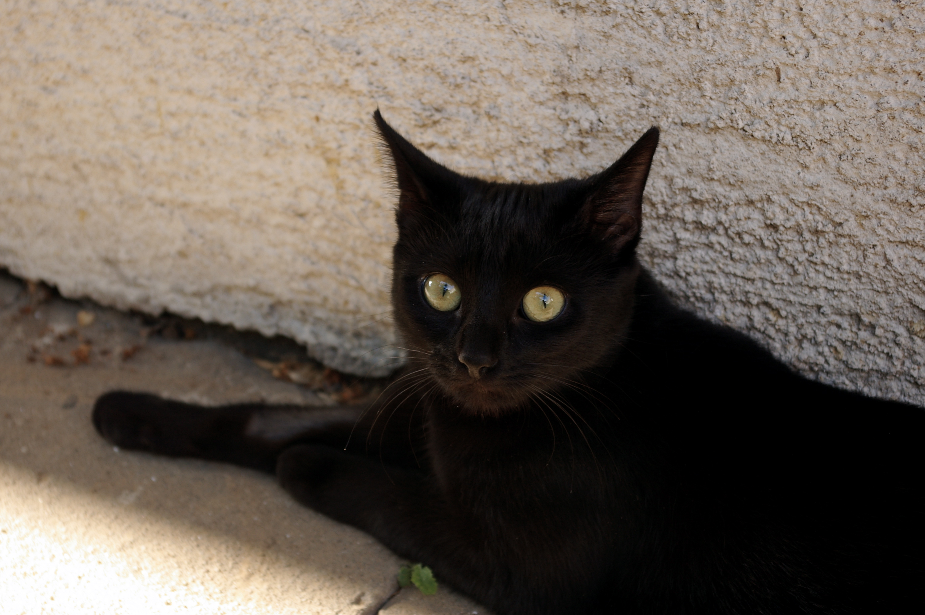 File:Black cat.JPG