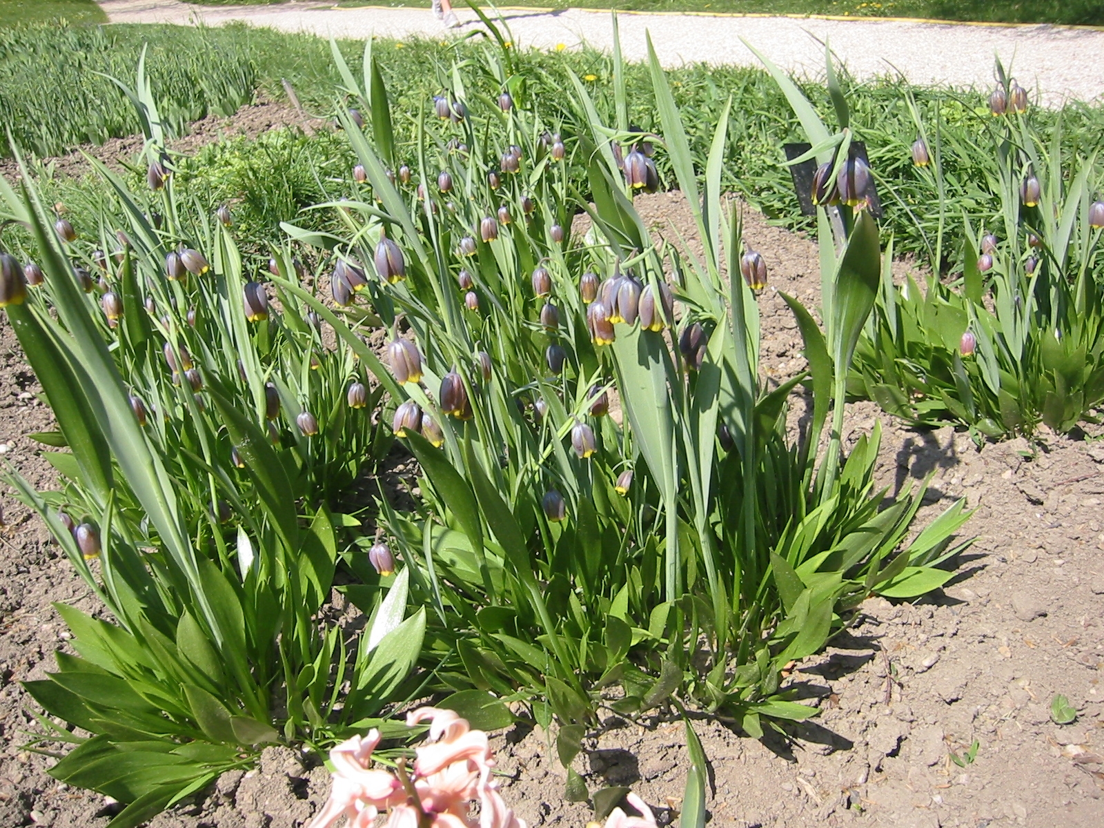 Fritillaria Uva Vulpis