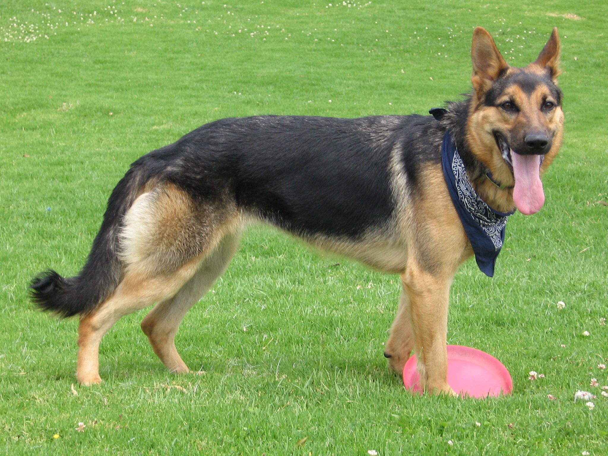 http://upload.wikimedia.org/wikipedia/commons/1/10/German_Shepherd_Dog_with_disc.jpg
