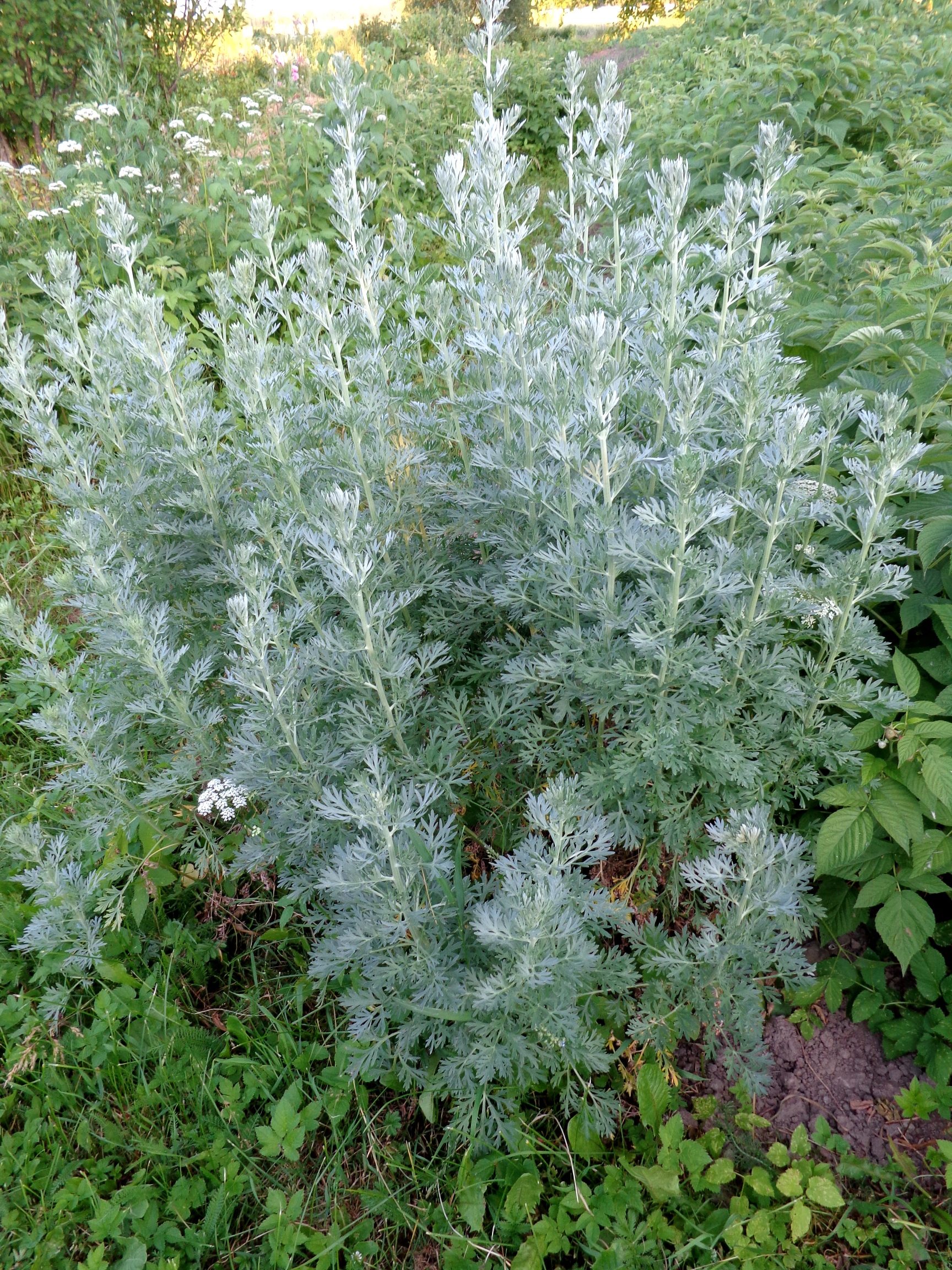 Artemisia annua (annual wormwood, sweet sagewort): Go Botany