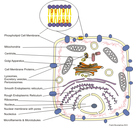 Cell Structure