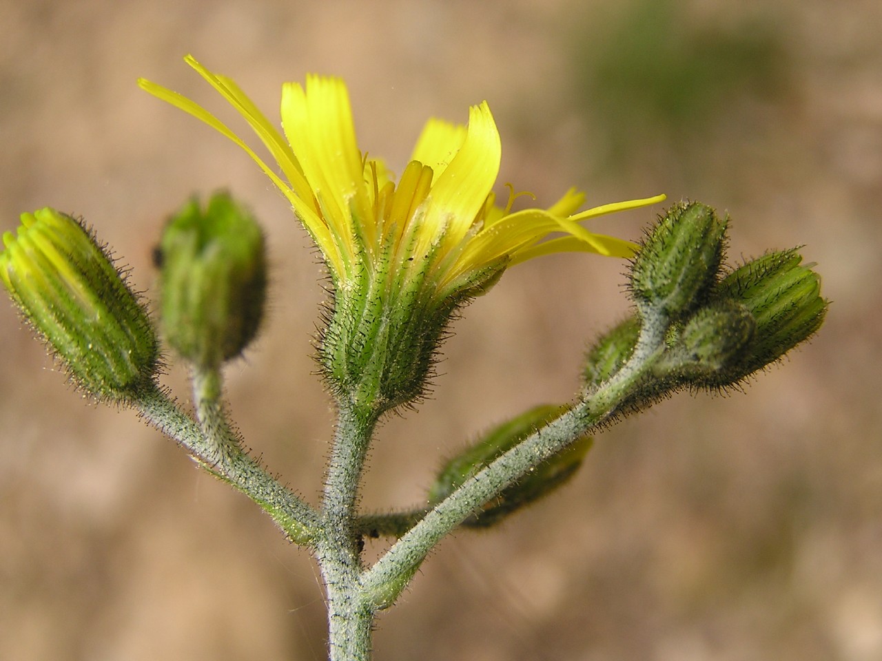 Hieracium murorum image