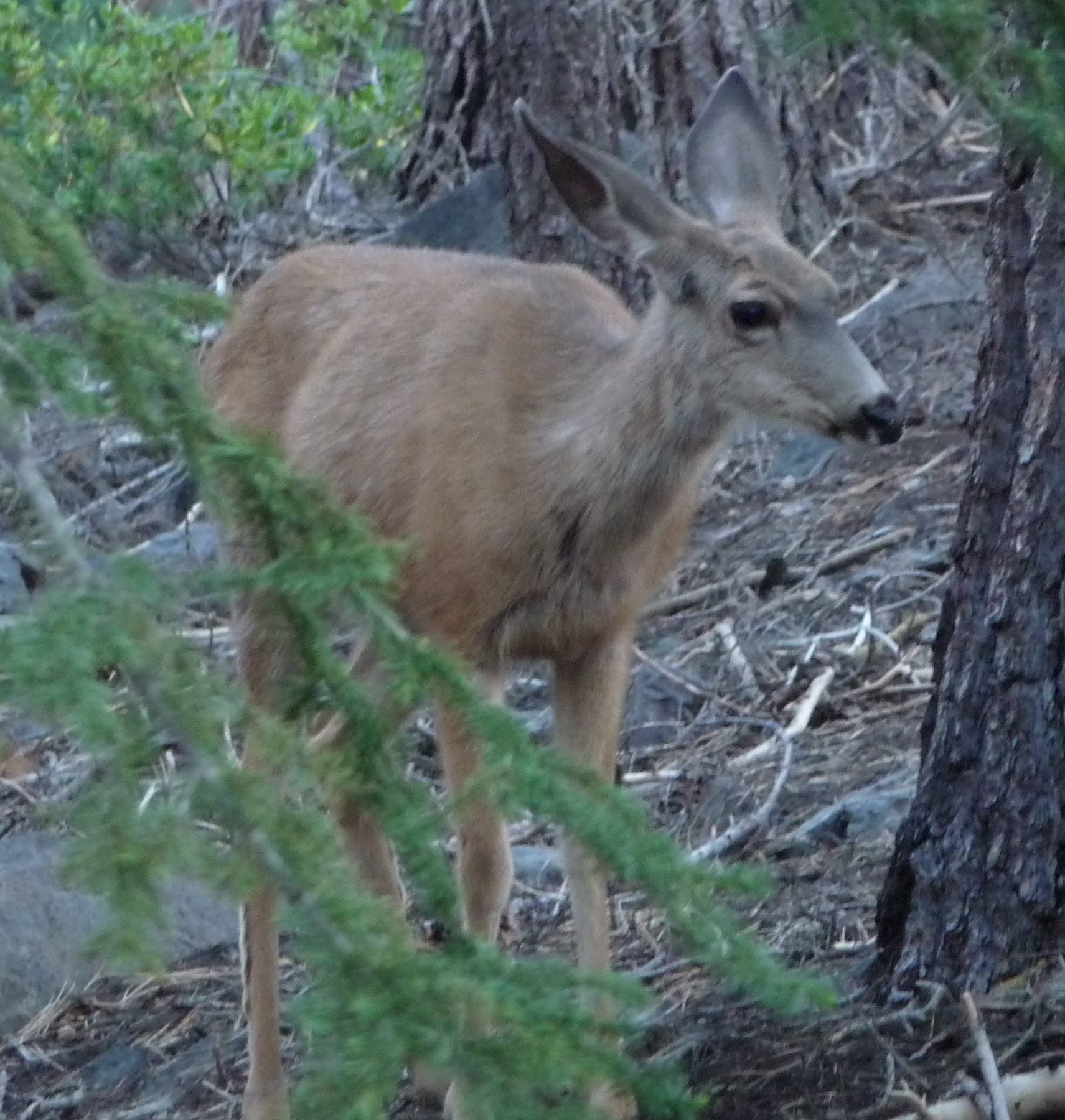 http://upload.wikimedia.org/wikipedia/commons/1/11/Inyo_Crater_Lakes_-_Mule_Deer_nearby.JPG