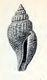 Daphnella eugrammata