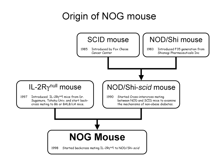 NOG History.png